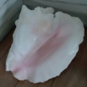 Conch Shell large